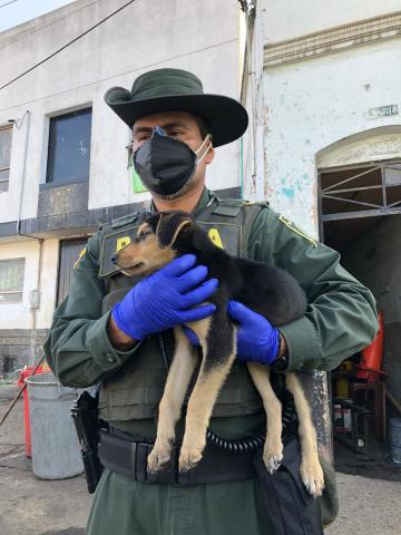 Distrito y policía rescataron perritos de la calle - FOTO: Prensa Mebog