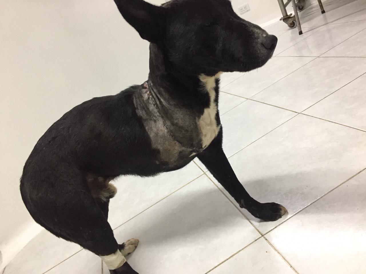 Chimuelo, uno de los perritos rescatados por IDPYBA