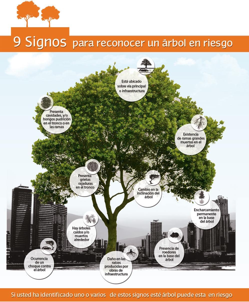 Infografía cómo identificar árboles en riesgo