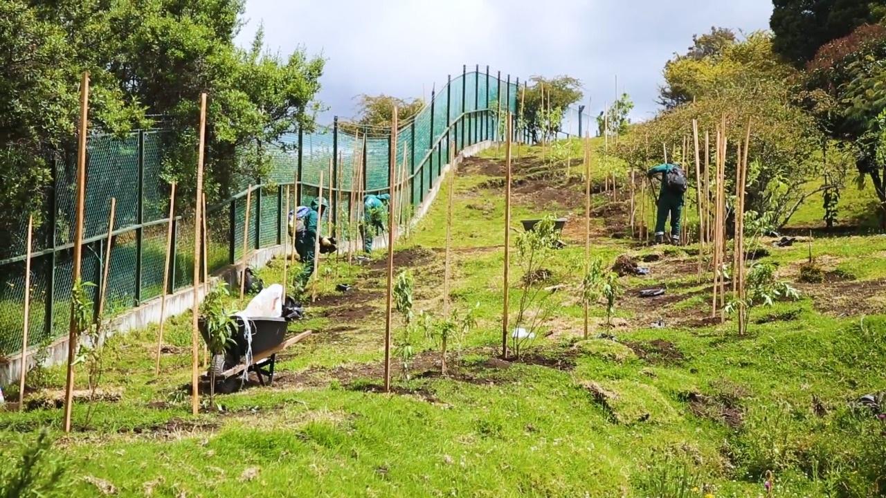 Plantación de árboles en los Cerros Orientales