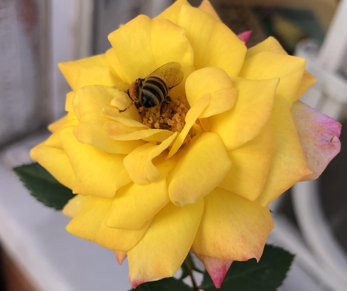 Imagen de una abeja polinizando una rosa amarilla