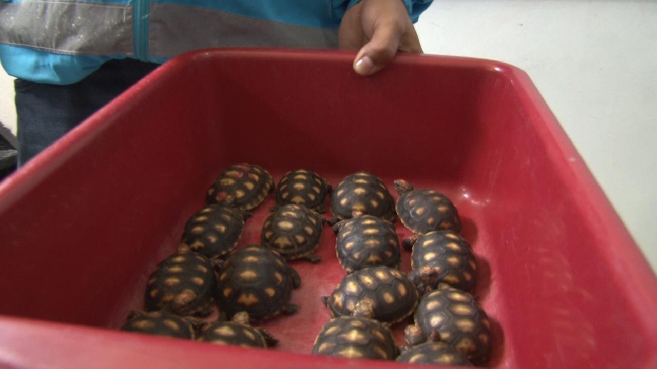 tortugas rescatadas e Bogotá