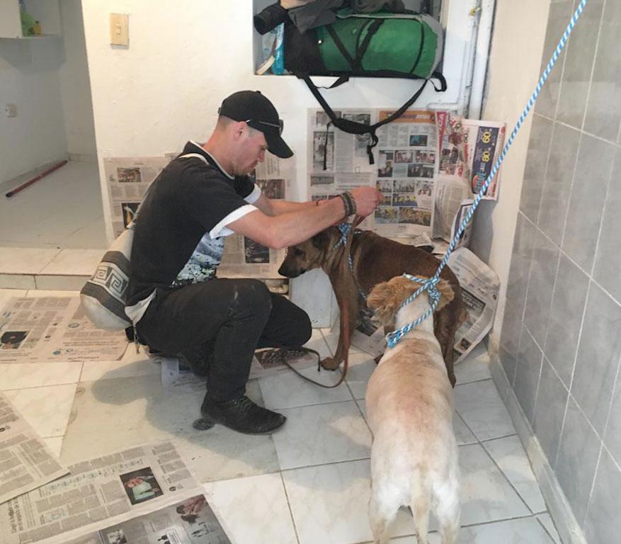 Los perros esterilizados se recuperarán bajos los cuidados de los voluntarios en este apartamento alquilado - Foto: Archivo de Bogotá.
