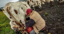 Foto de un campesino en zona rural de Bogotá, realizando tareas de ordeño de vacas.