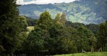 Foto panorámica de una zona boscosa en Bogotá.