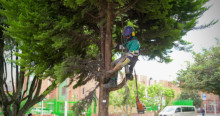 Imagen que muestra una persona podando un árbol 