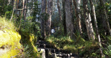 Foto que muestra árboles en un sendero ecológico 