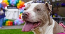 perro pitbull fotografiado en Bogotá