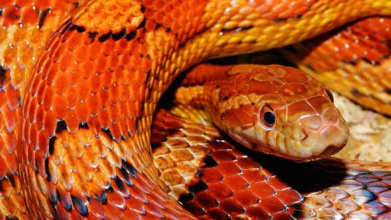Día mundial de la serpiente 
