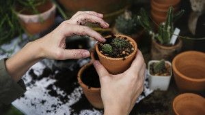 Jornada de siembra de árboles en La Candelaria en Bogotá 