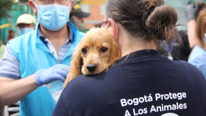 Festival animalista en la Plaza La Santamaría 