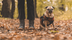 Un perro y su dueño posan.
