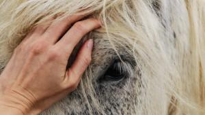 Curso de herrería para equinos y doma racional en Sumapaz