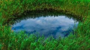 Caminata ecológica al Parque Ecológico Distrital de Humedal Techo