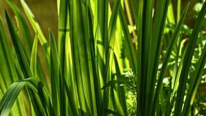 Caminata Ecológica al Parque Ecológico Distrital Humedal Meandro del Say