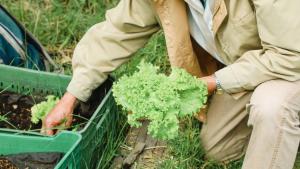 Tener una huerta en casa es un buena alternativa para cultivar tus propios alimentos y cuidar tu salud. Foto: Jardín Botánico