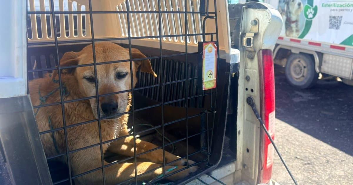 115 casos reportados animales afectados durante noche Navidad 2025 en Bogotá