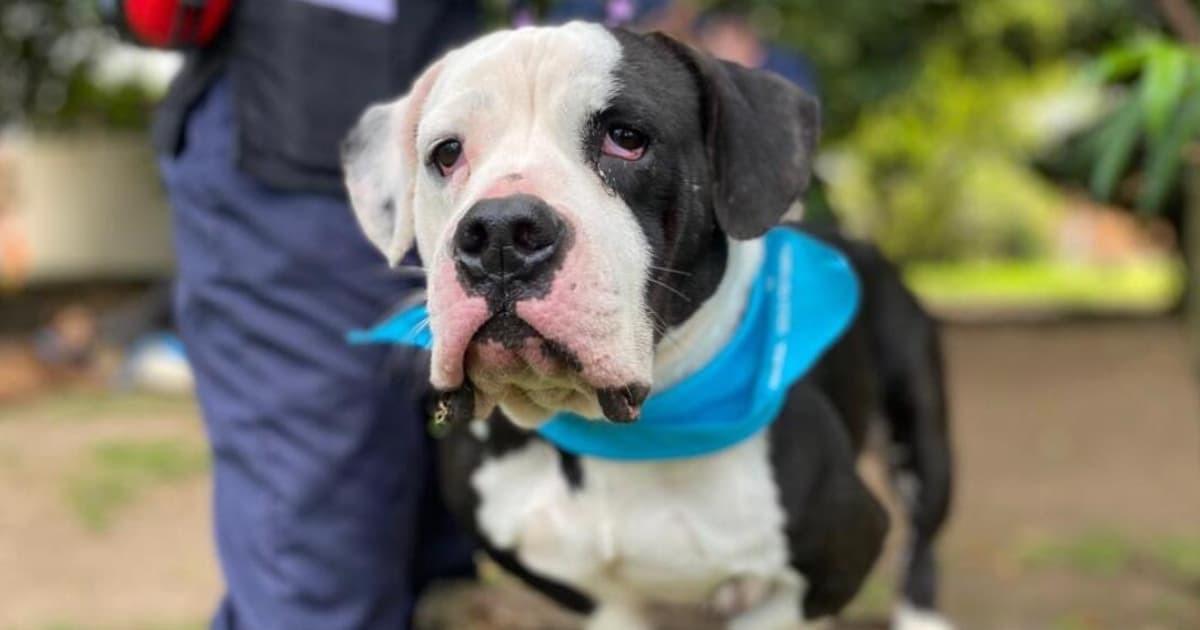 Foto de un perro en un parque en Bogotá.