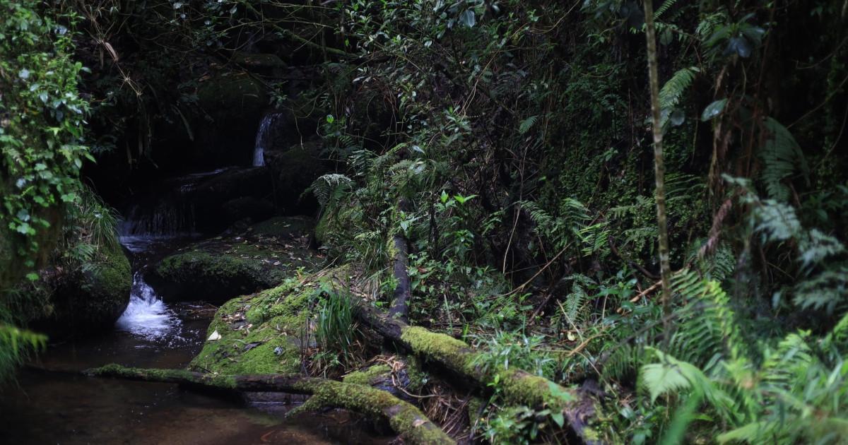 Foto que muestra un sendero ecológico de Bogotá 