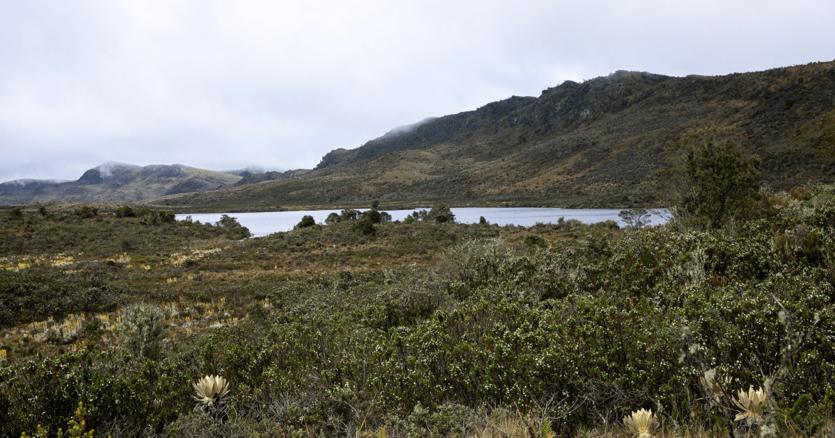 Paisaje de páramo andino con vegetación nativa, una laguna al centro y montañas cubiertas de neblina al fondo en la región de Bogotá.