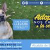 Protección animal sin precedentes en Bogotá gracias al accionar del Instituto Distrital de Protección y Bienestar Animal. 