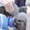 El IDPYBA invita a la comunidad a permitir que las palomas desarrollen libremente su subsistencia como especie