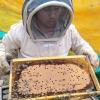 ¿Cómo los apicultores pueden adoptar panales de abejas rescatadas? 🐝