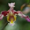Orquídea que sobrevivió al huracán Iota florece en el Jardín Botánico
