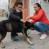 Captura, esterilización y liberación de animales que habitan en calle