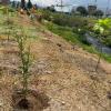 Secretaría Ambiente plantó 198 árboles en el Humedal Tingua Azul 2023