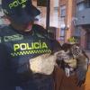 Autoridades rescataron un halcón peregrino que estaba herido en Usaquén