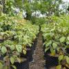 IDU y Jardín Botánico alistan arbolado del Corredor Verde Séptima