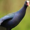 Líneas de atención para reportar un ave desorientada o en peligro en Bogotá 