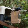 Sec Ambiente conmemora Día Mundial de Humedales con liberación de aves