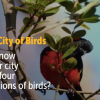Bird-Watching Enthusiast? Check Out Bogotá's Birding Guide👇