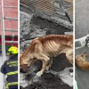 3 Caninos en Grave Estado de Salud Reciben Atención en Ciudad Bolívar