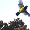 Día Internacional de las Aves Migratorias: aves recuperadas en Bogotá