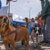 Expopet Bogotá: accede a vacunación antirrábica gratuita en Corferias 