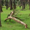 Esfuerzos del Distrito ante caída de árboles por lluvias en Bogotá