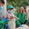 Atención a animales en Bogotá: llamas fueron rescatadas Plaza Bolívar