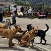 Foto de varios perros reunidos
