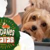 Imagen oficial de la campaña 'Vacaciones del Patas' para viajar con mascotas.