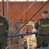 Policía con semovientes bovinos recuperados 