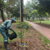 Imagen de persona regando los árboles en matenimiento.