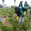 Imagen de funcionarios del Jardín Botánico realizando mantenimiento de áreas verdes de dos sectores de Bogotà.