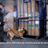 Imagen de la canina olfateando las cajas que contenían la marihuana