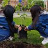 Niñas sembrando árboles 