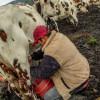 Foto de un campesino en zona rural de Bogotá, realizando tareas de ordeño de vacas.