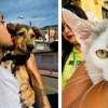 Foto de dos mascotas con sus dueños en Bogotá.