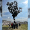 Imagen del árbol de la vida en Ciudad Bolívar